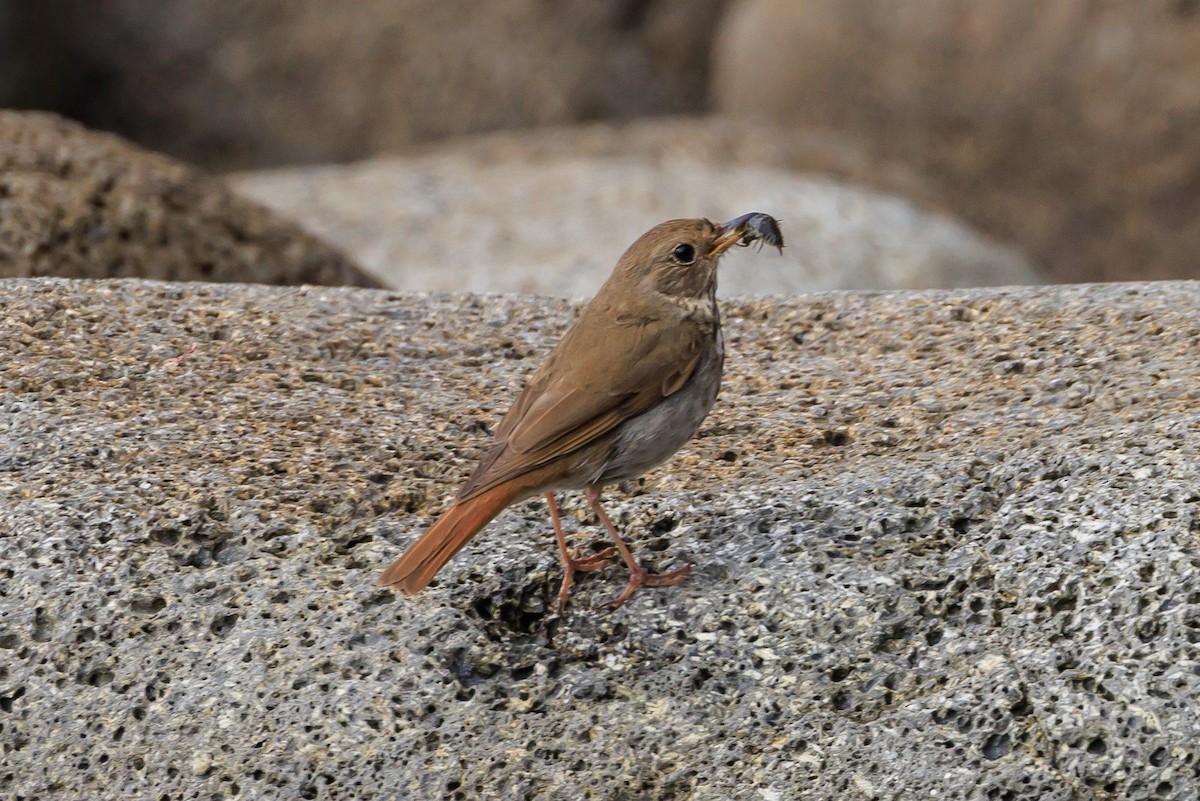 Hermit Thrush - ML620641022