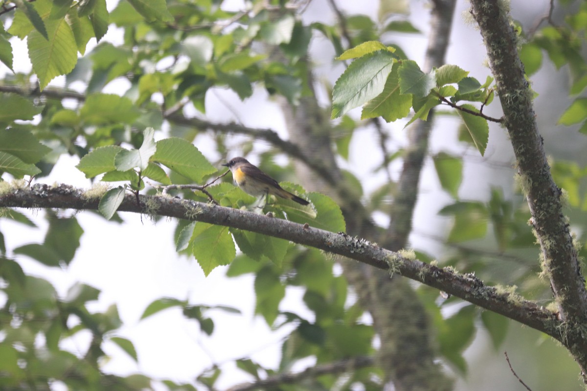 American Redstart - ML620641026