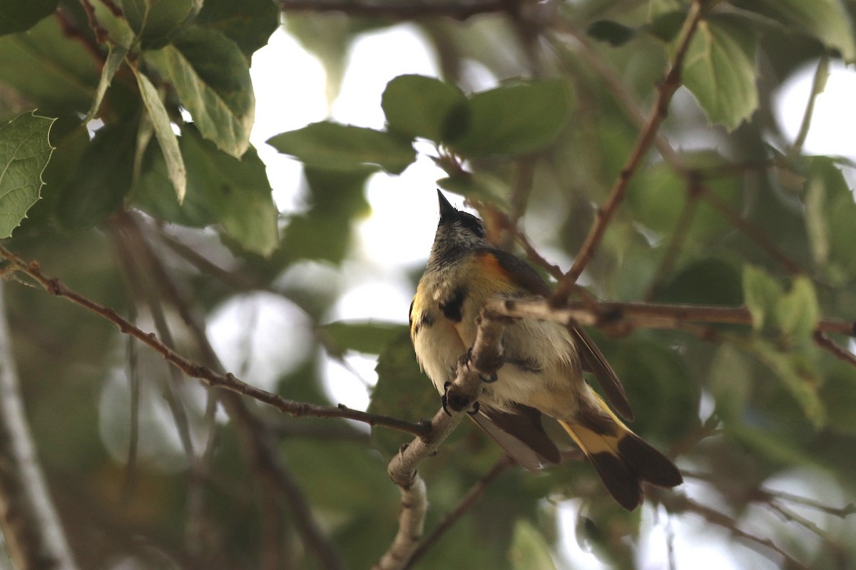 American Redstart - ML620641027