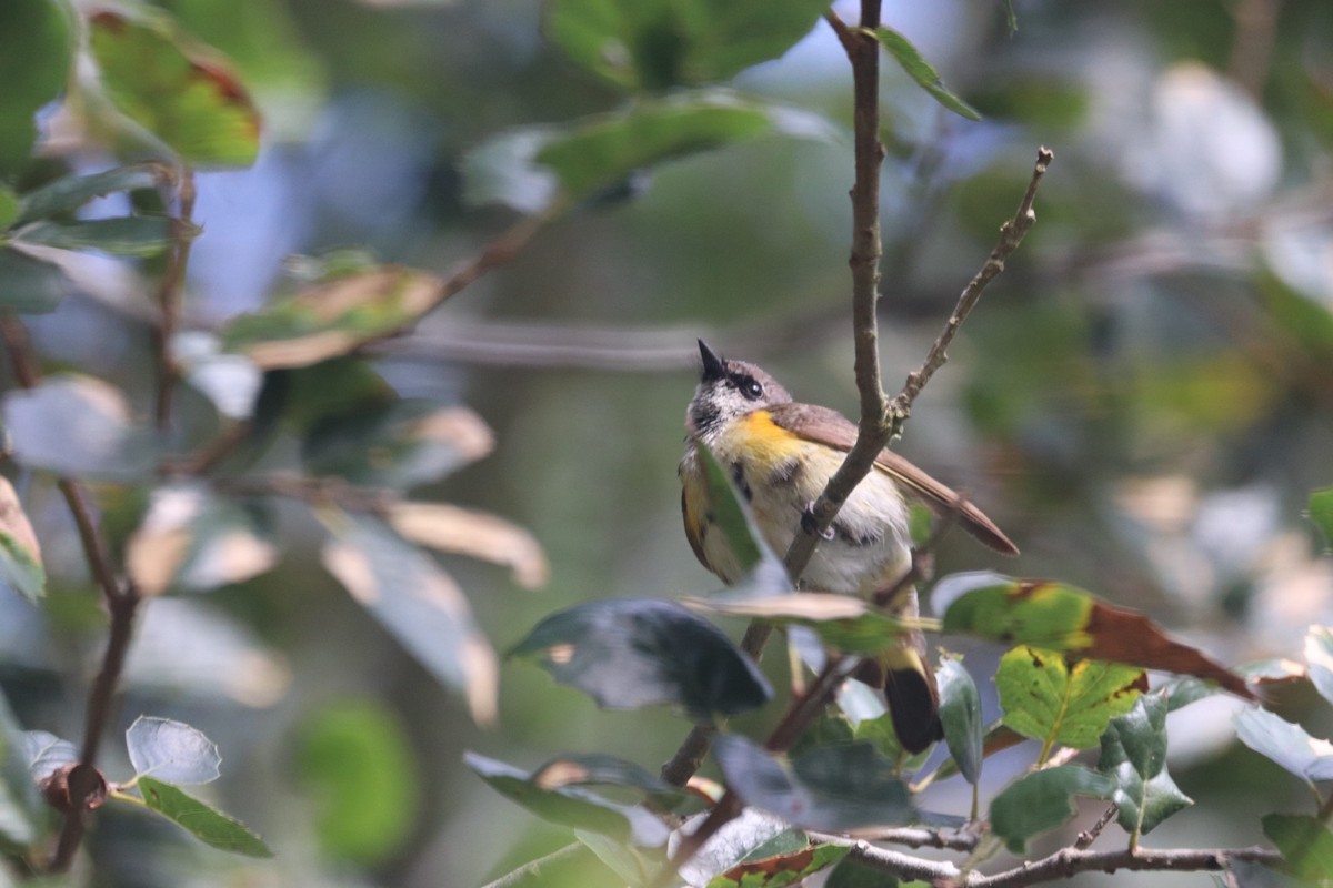 American Redstart - ML620641028