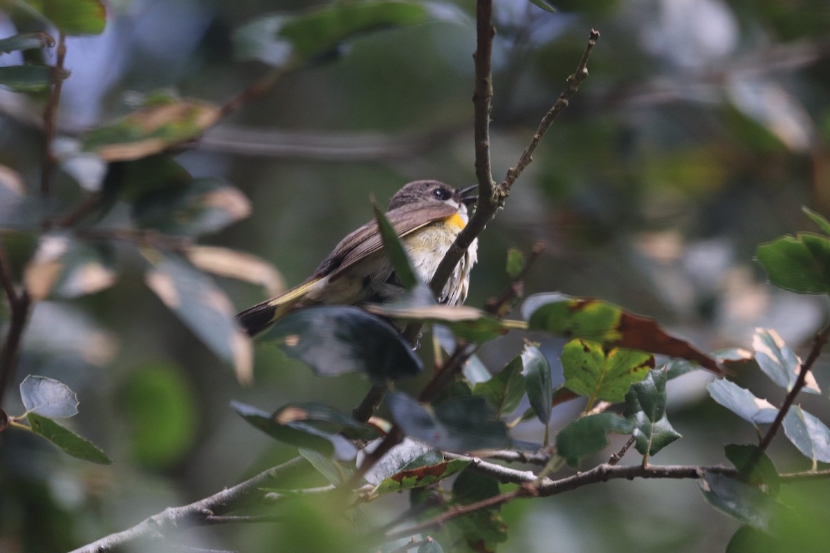 American Redstart - ML620641029