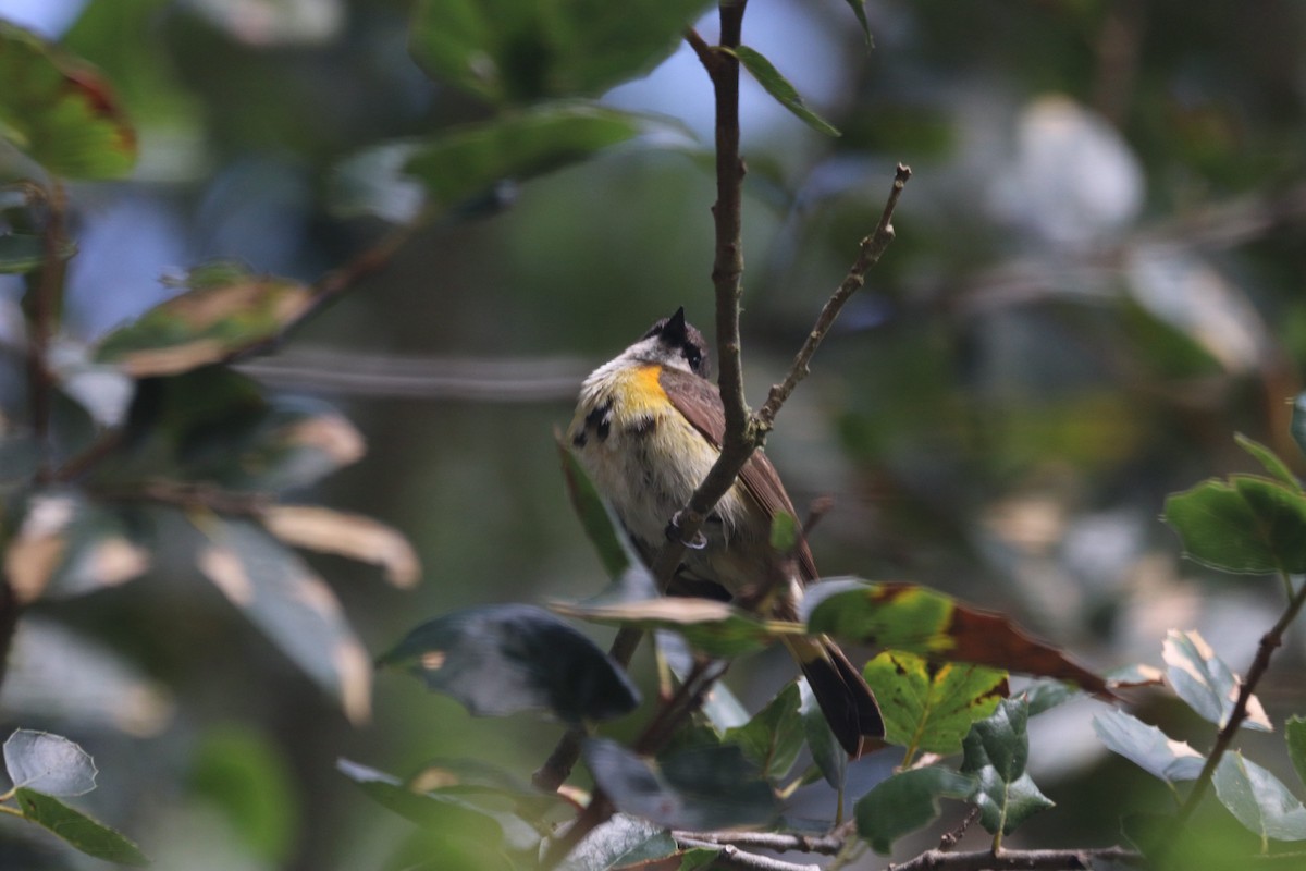 American Redstart - Jeremy Cowan