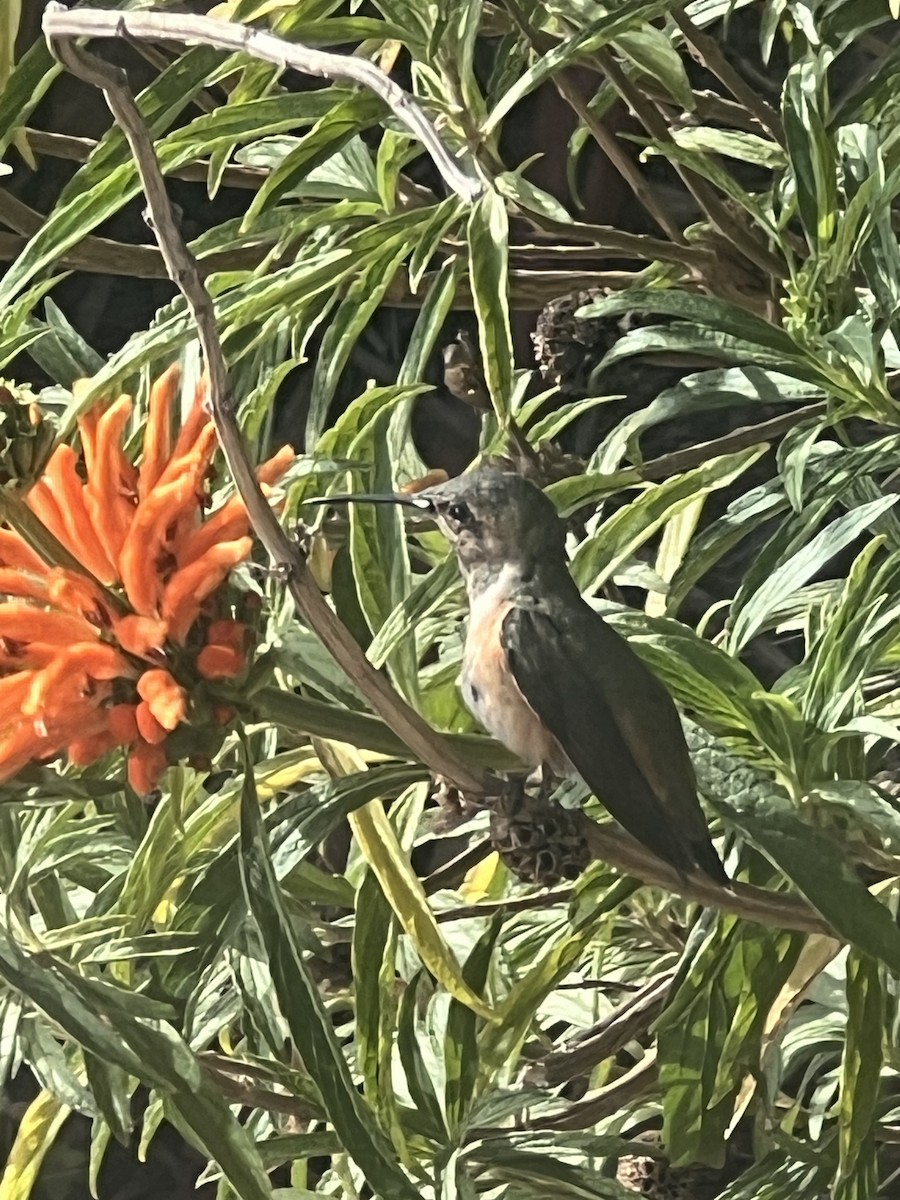 Colibrí de Allen - ML620641035