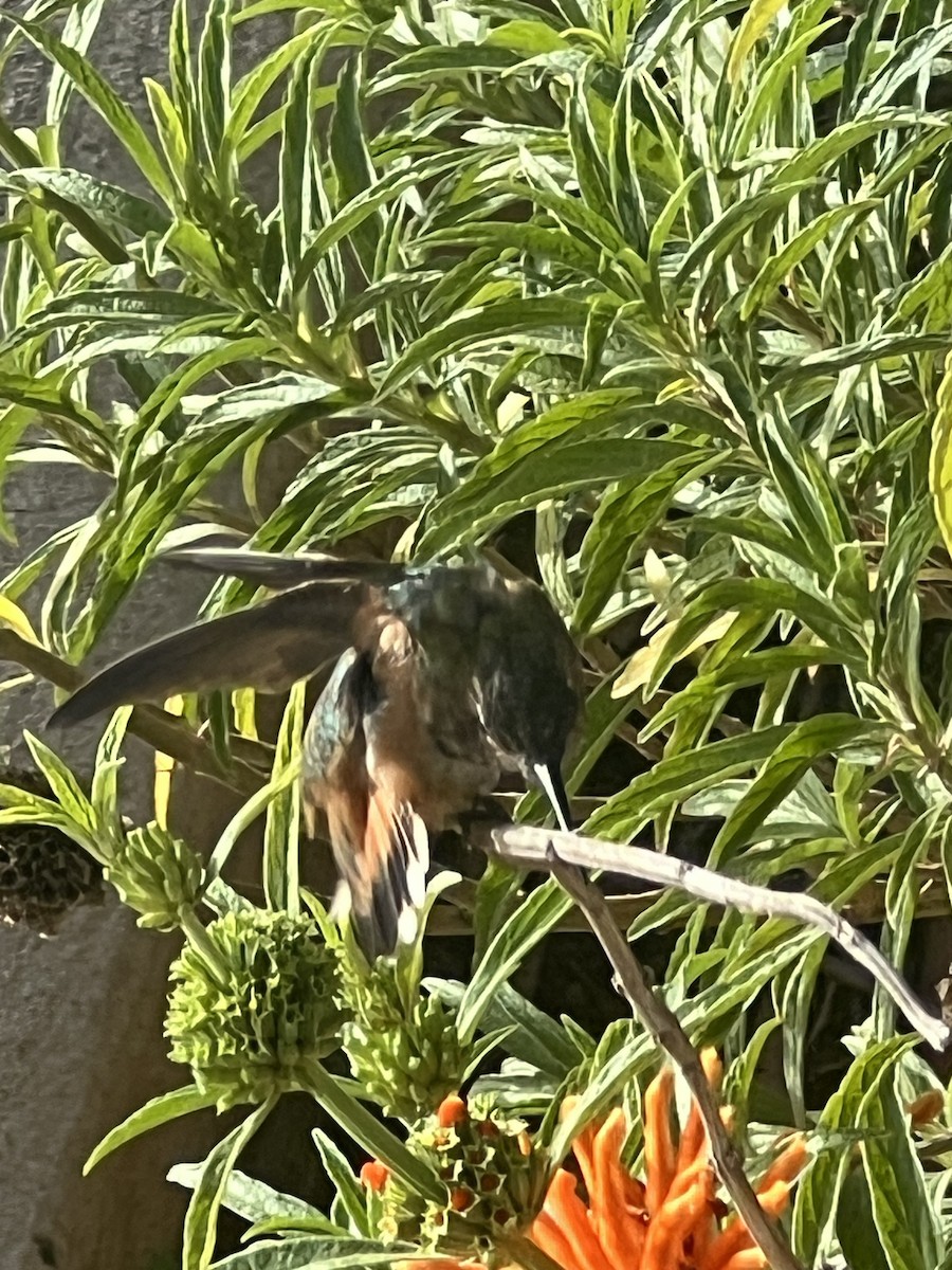 Colibrí de Allen - ML620641036