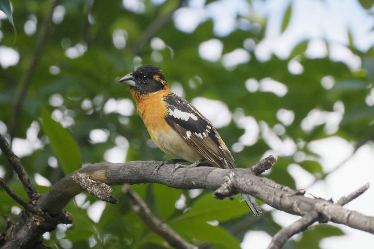 Black-headed Grosbeak - ML620641040