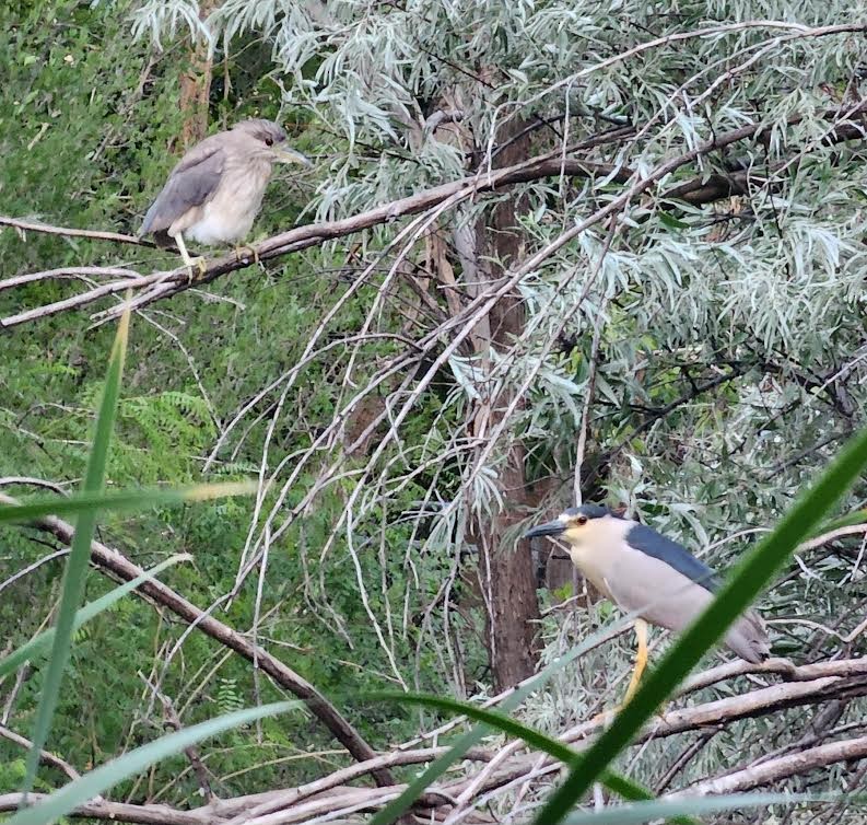 Black-crowned Night Heron - ML620641049