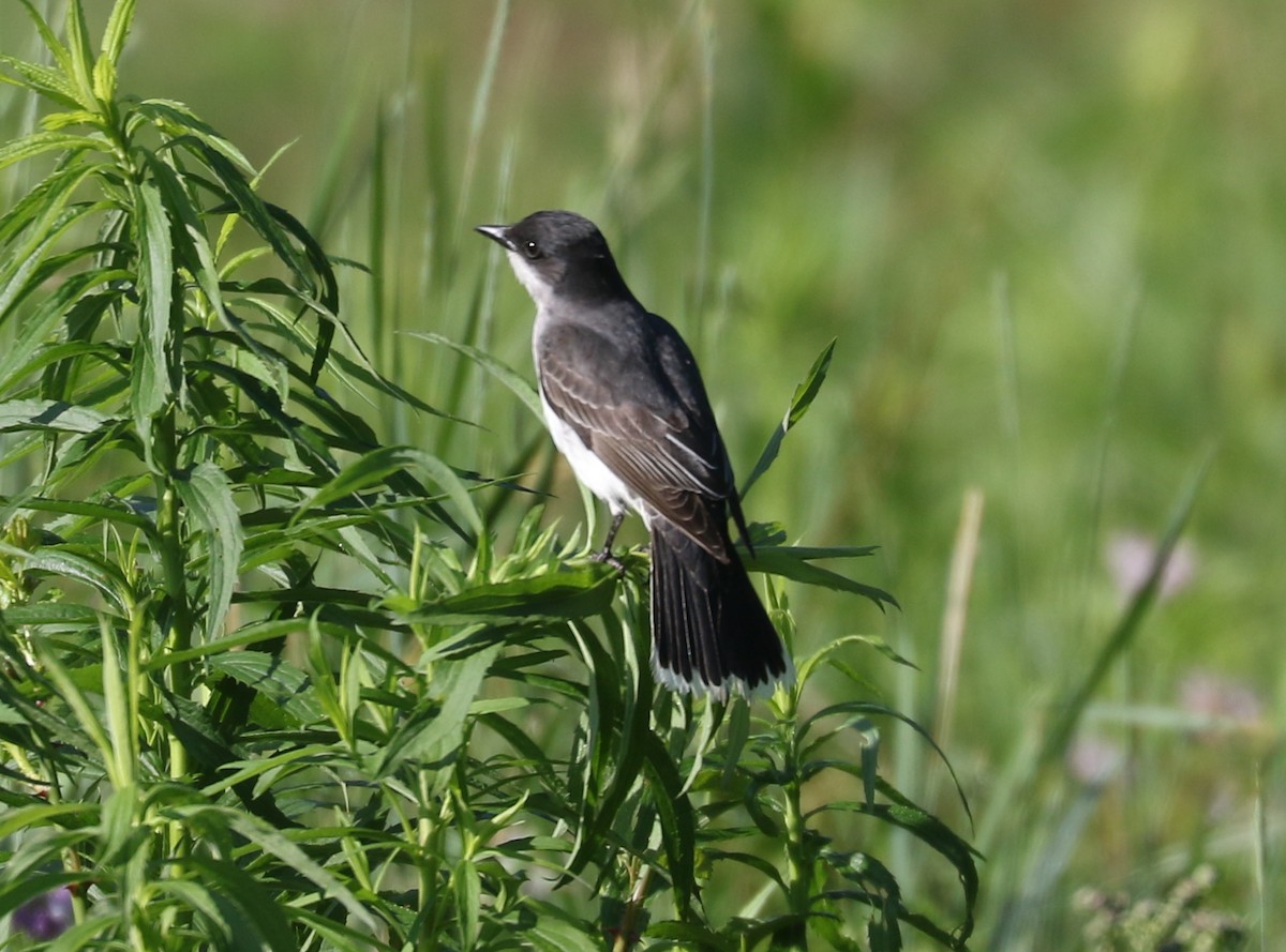 Eastern Kingbird - ML620641054