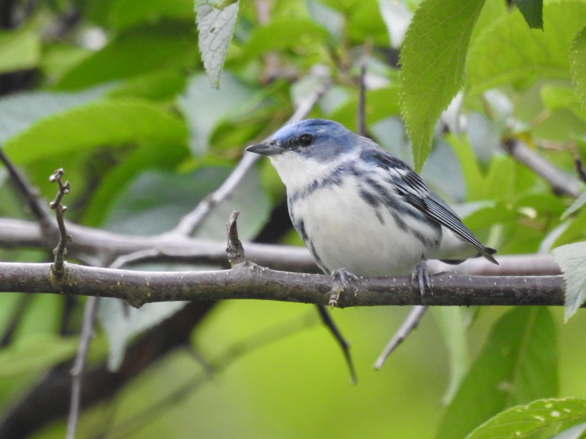 Blauwaldsänger - ML620641062