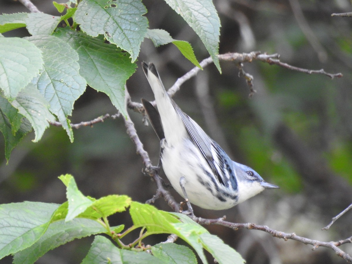 Blauwaldsänger - ML620641065