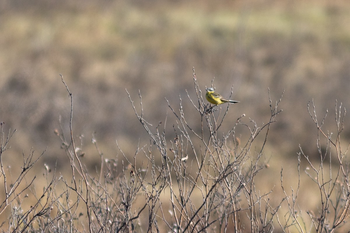 Eastern Yellow Wagtail - ML620641066