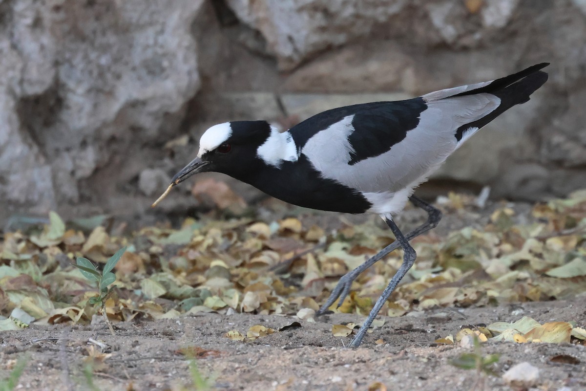 Blacksmith Lapwing - ML620641067