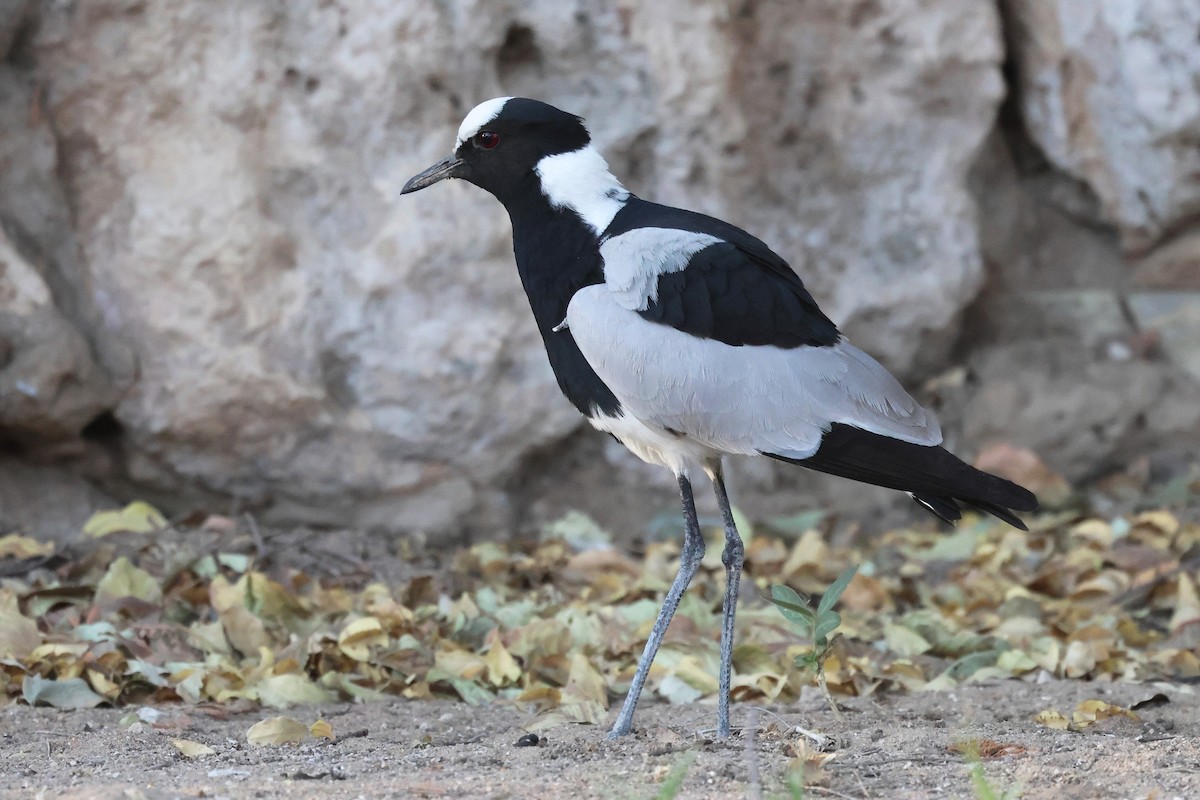 Blacksmith Lapwing - ML620641069