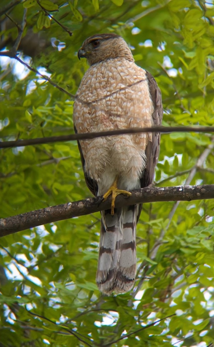 Cooper's Hawk - ML620641072