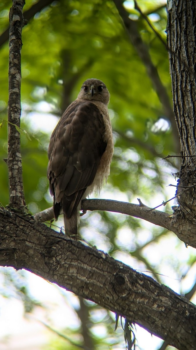 Cooper's Hawk - Peimeng Xu