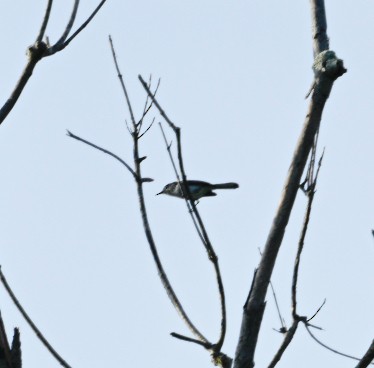 Blue-gray Gnatcatcher - ML620641076