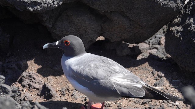 Swallow-tailed Gull - ML620641080