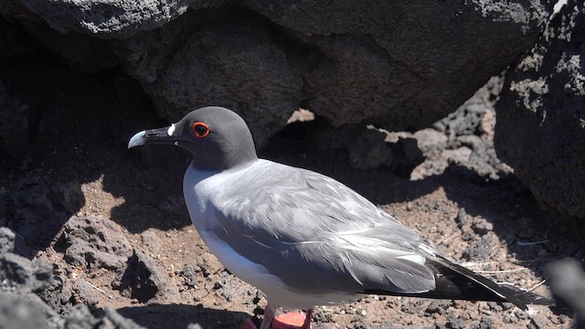 Mouette à queue fourchue - ML620641080