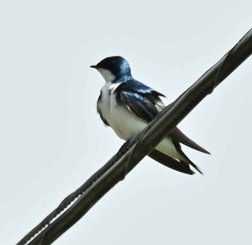 Golondrina Bicolor - ML620641081