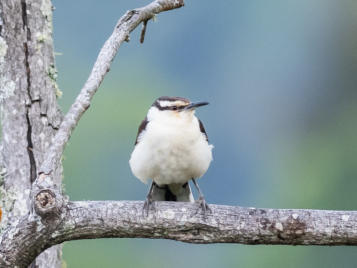 Bicolored Wren - ML620641082