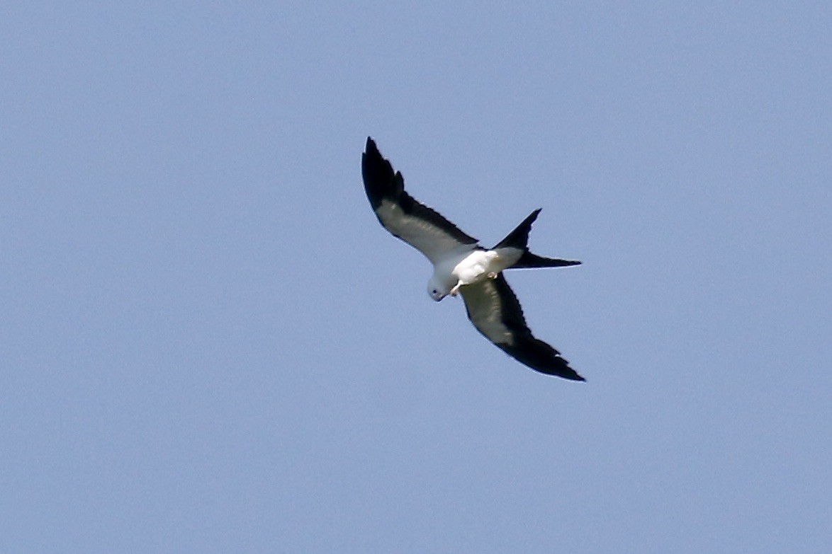 Swallow-tailed Kite - Nancy Villone