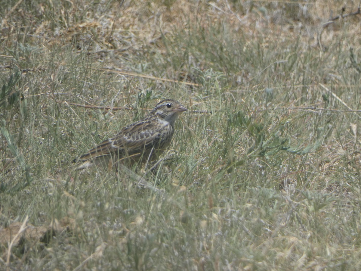 Chestnut-collared Longspur - ML620641086