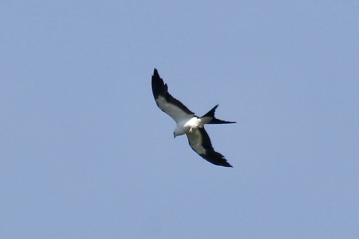 Swallow-tailed Kite - ML620641088