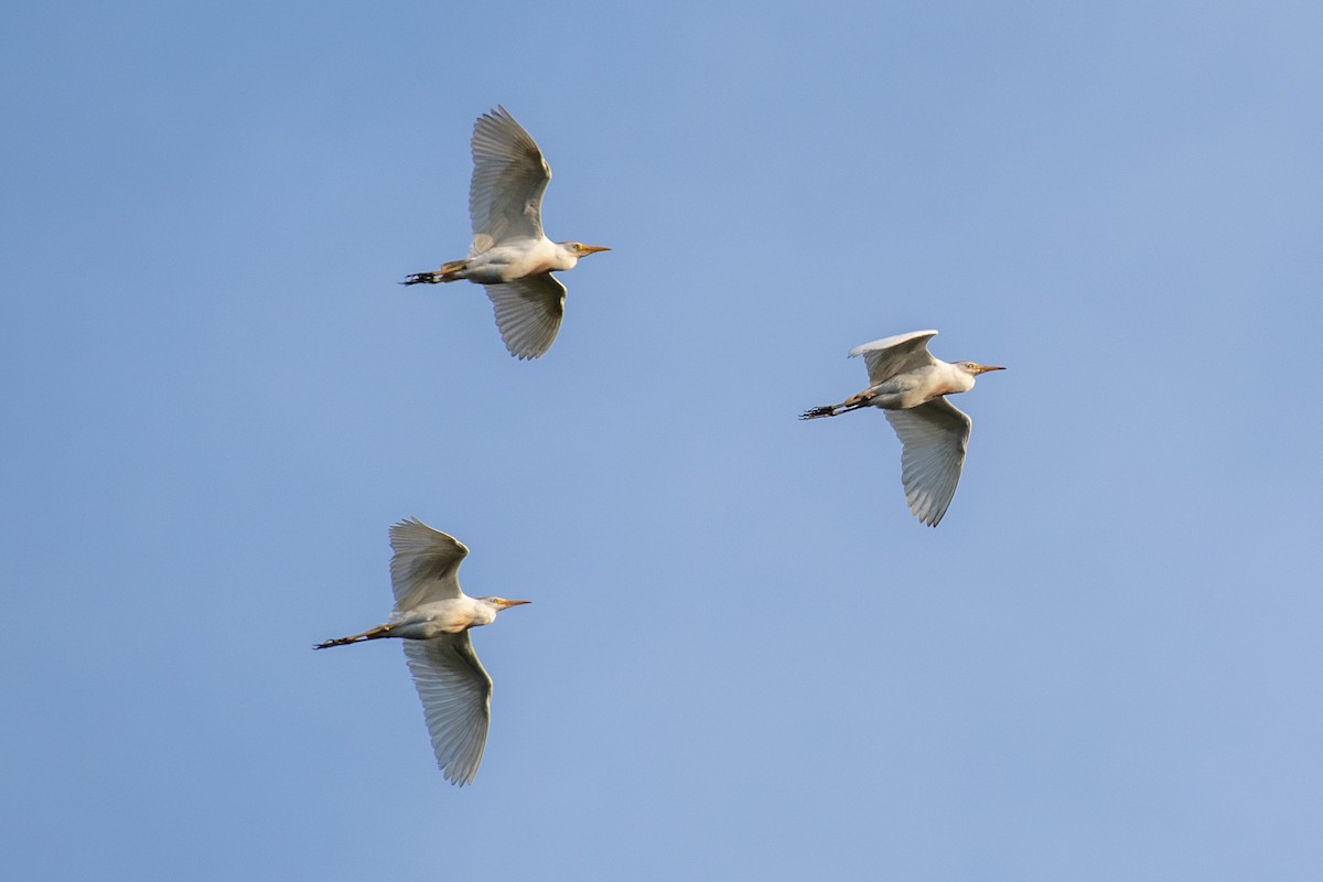 Western Cattle Egret - ML620641089