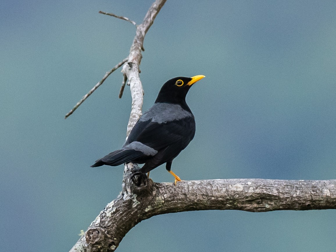 Yellow-legged Thrush - ML620641090