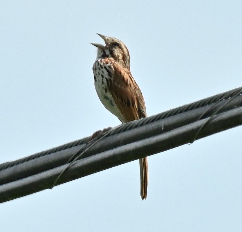 Song Sparrow - ML620641091