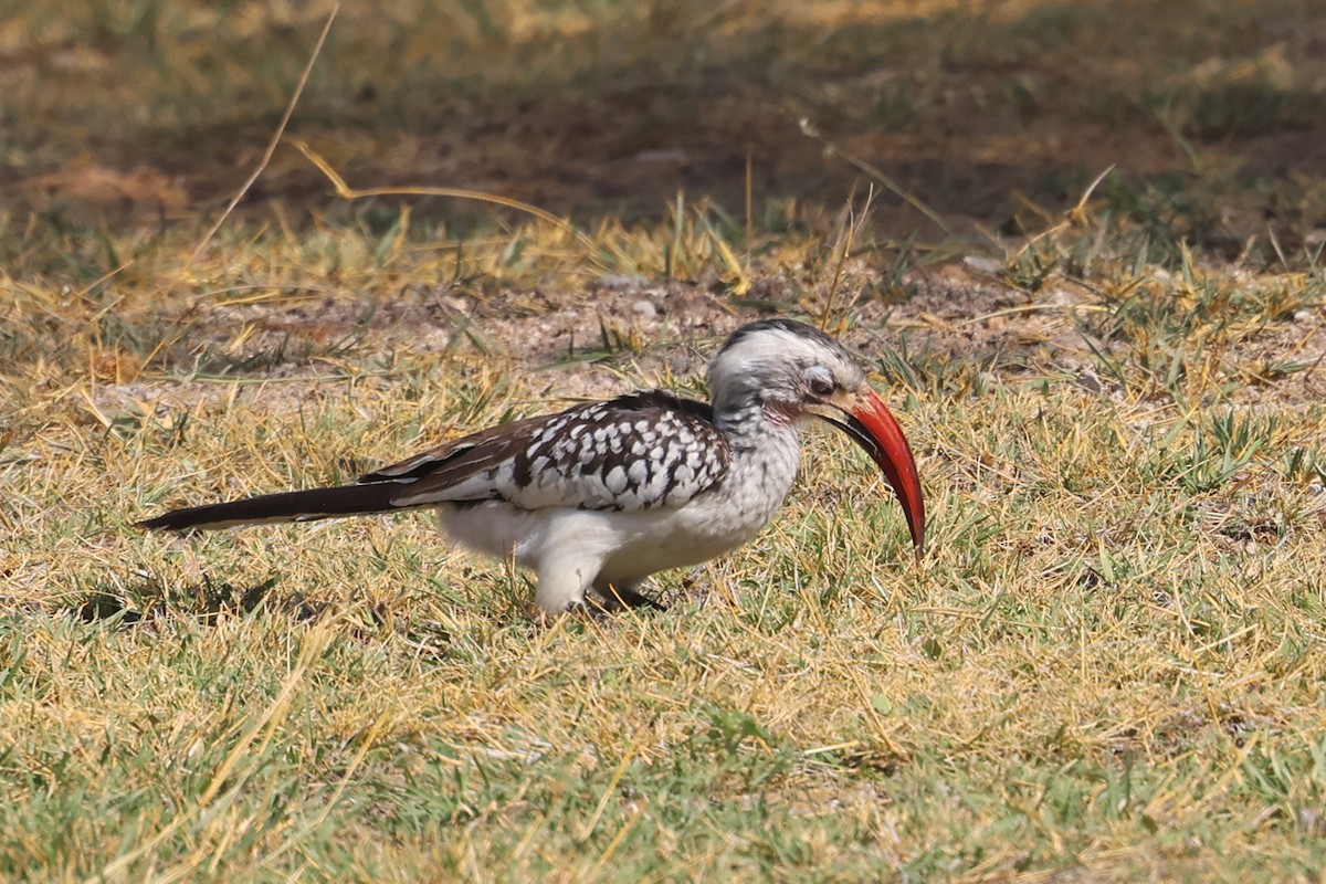 Southern Red-billed Hornbill - ML620641092