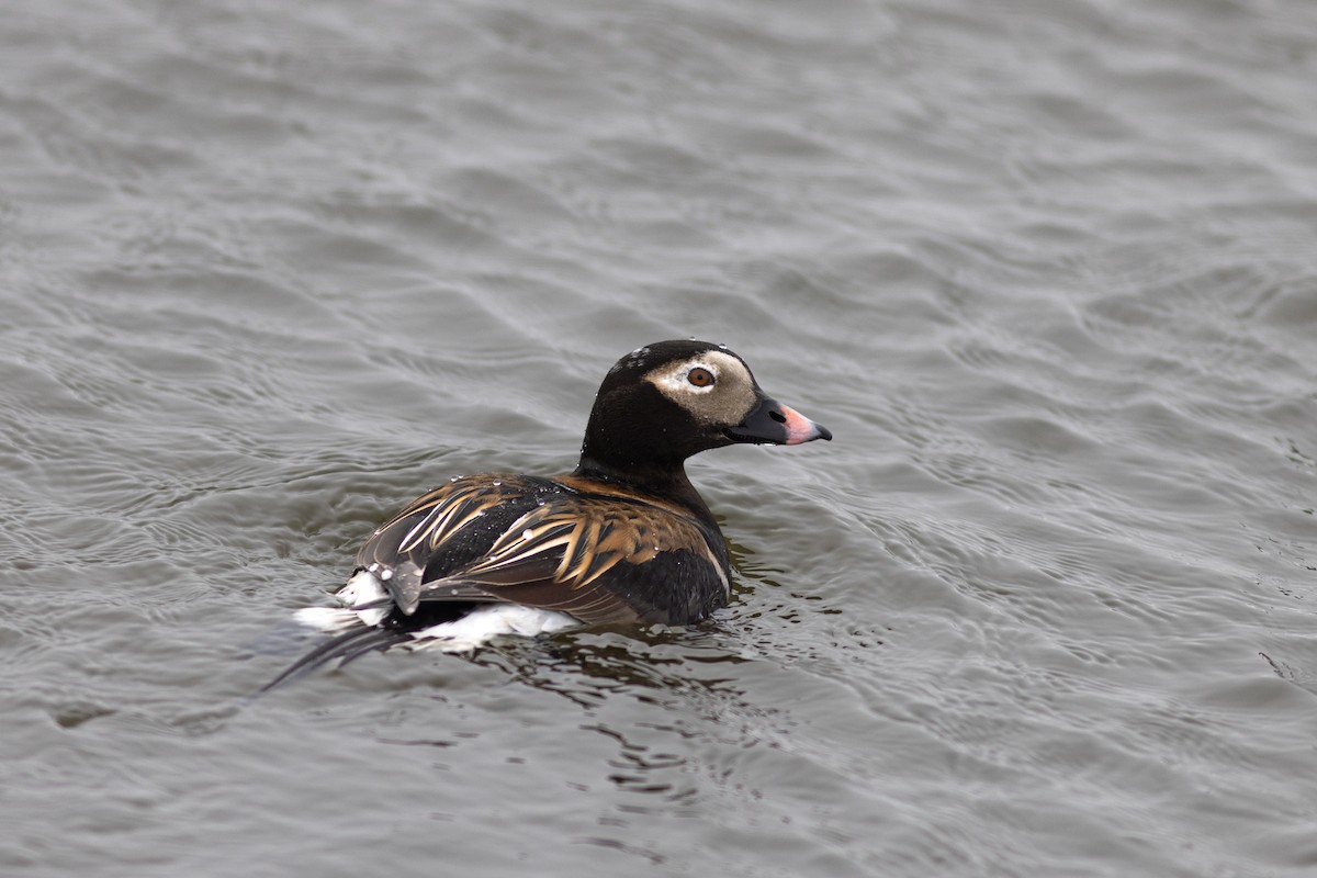 Long-tailed Duck - ML620641093