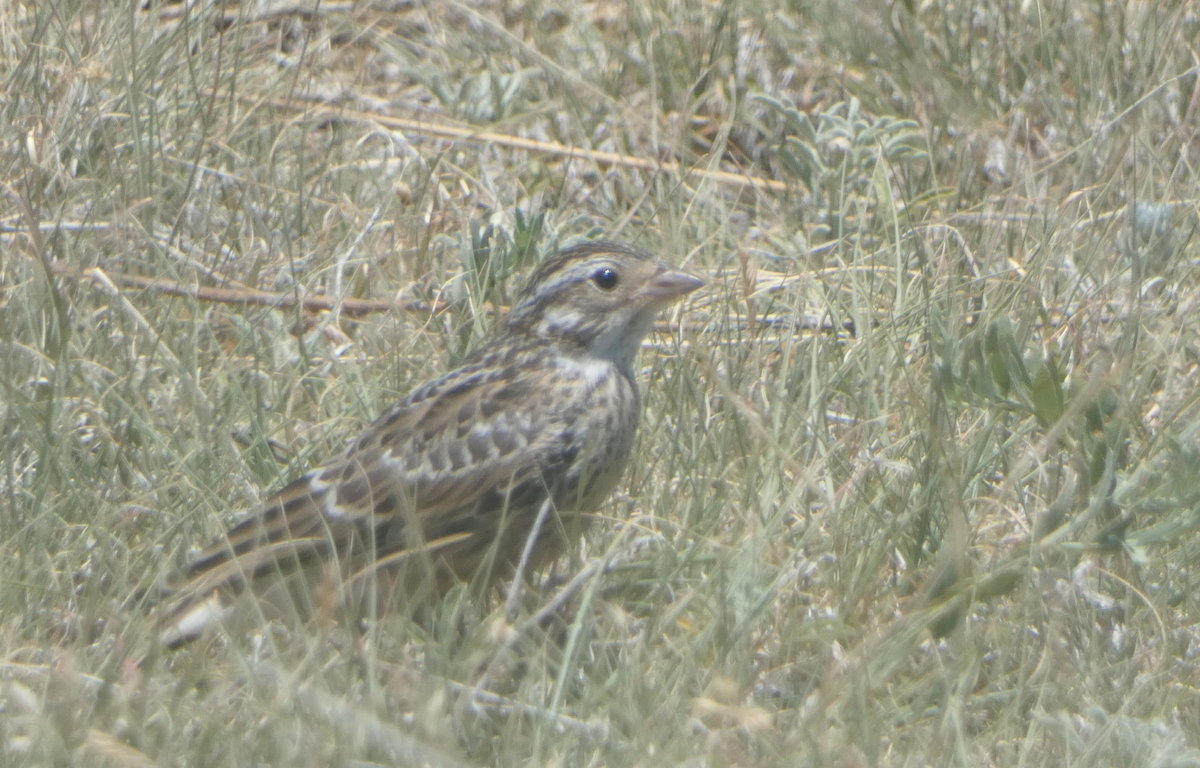 Chestnut-collared Longspur - ML620641094