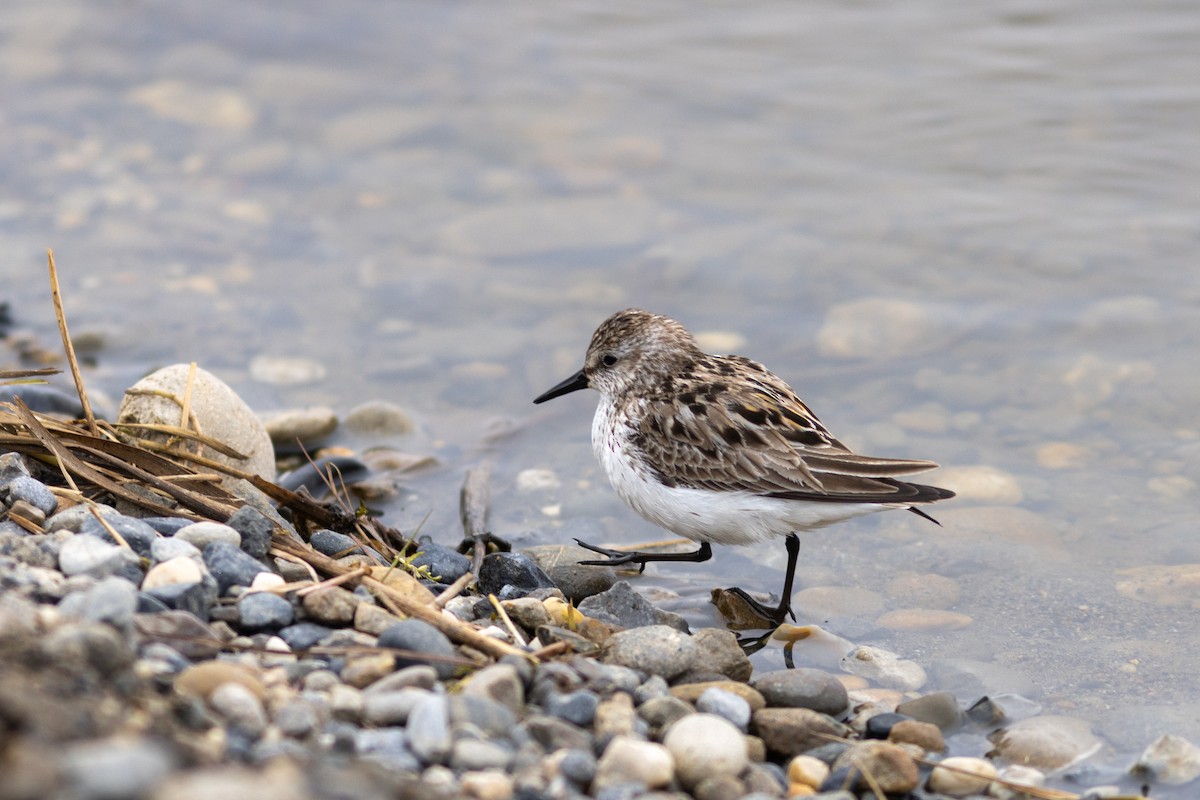 Semipalmated Sandpiper - Justin Saunders