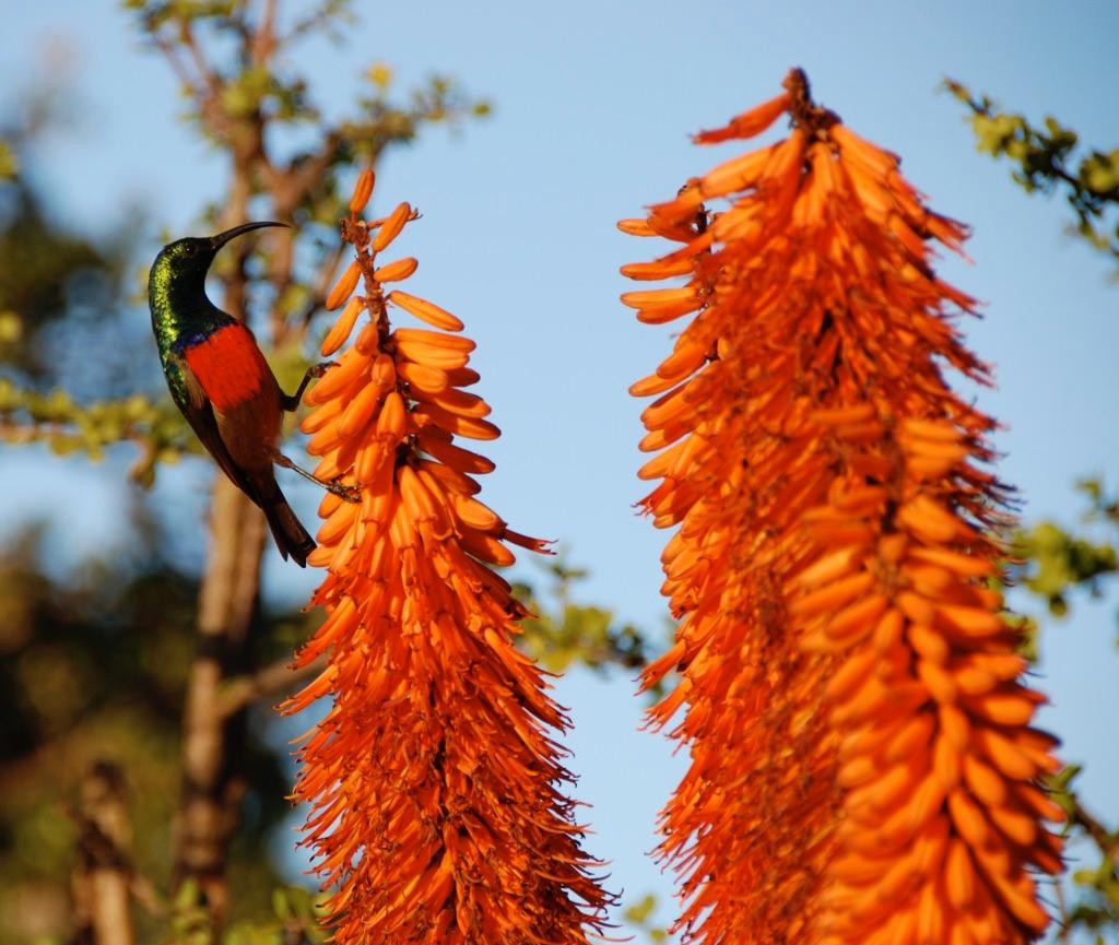 Greater Double-collared Sunbird - ML620641097