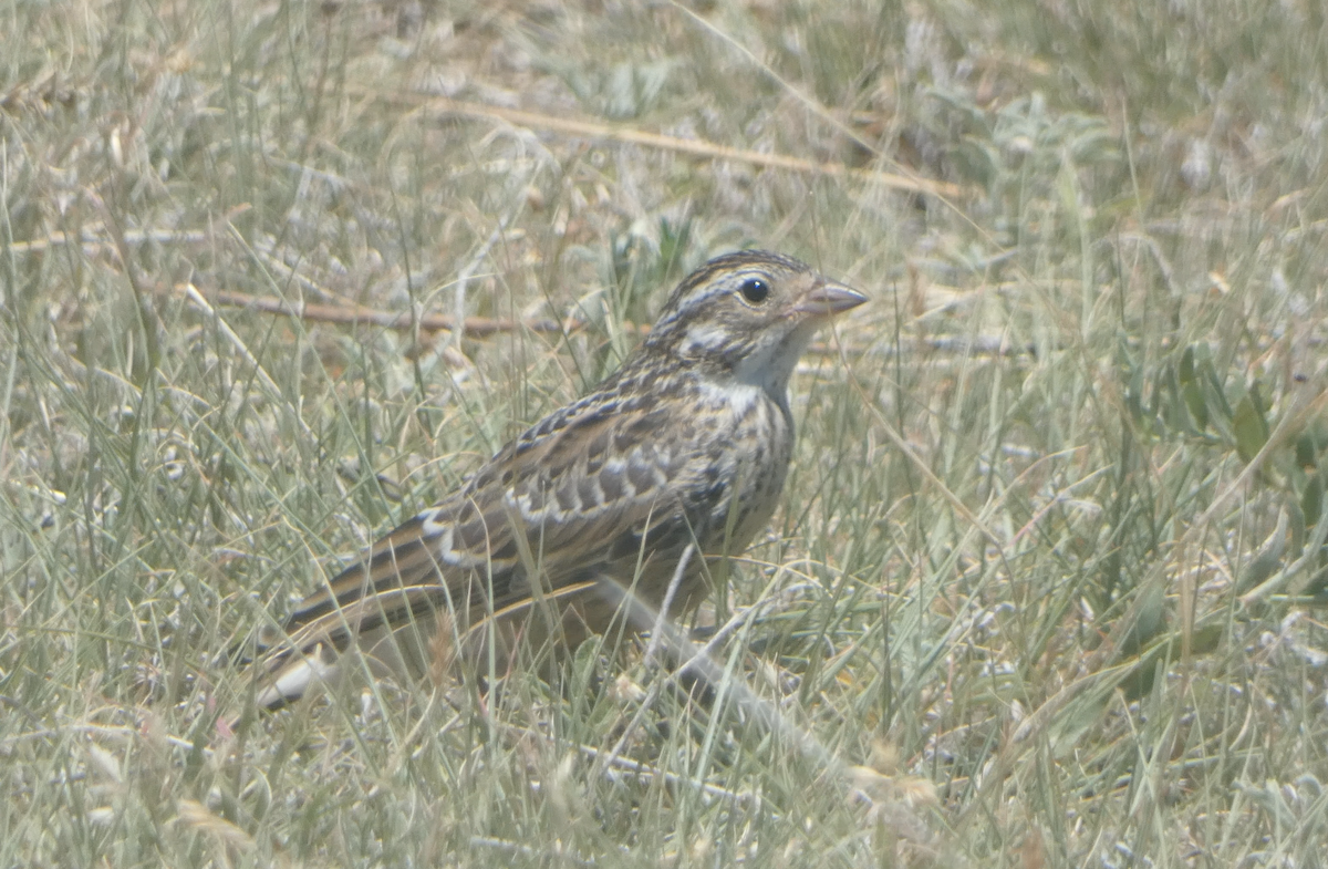 Chestnut-collared Longspur - ML620641098