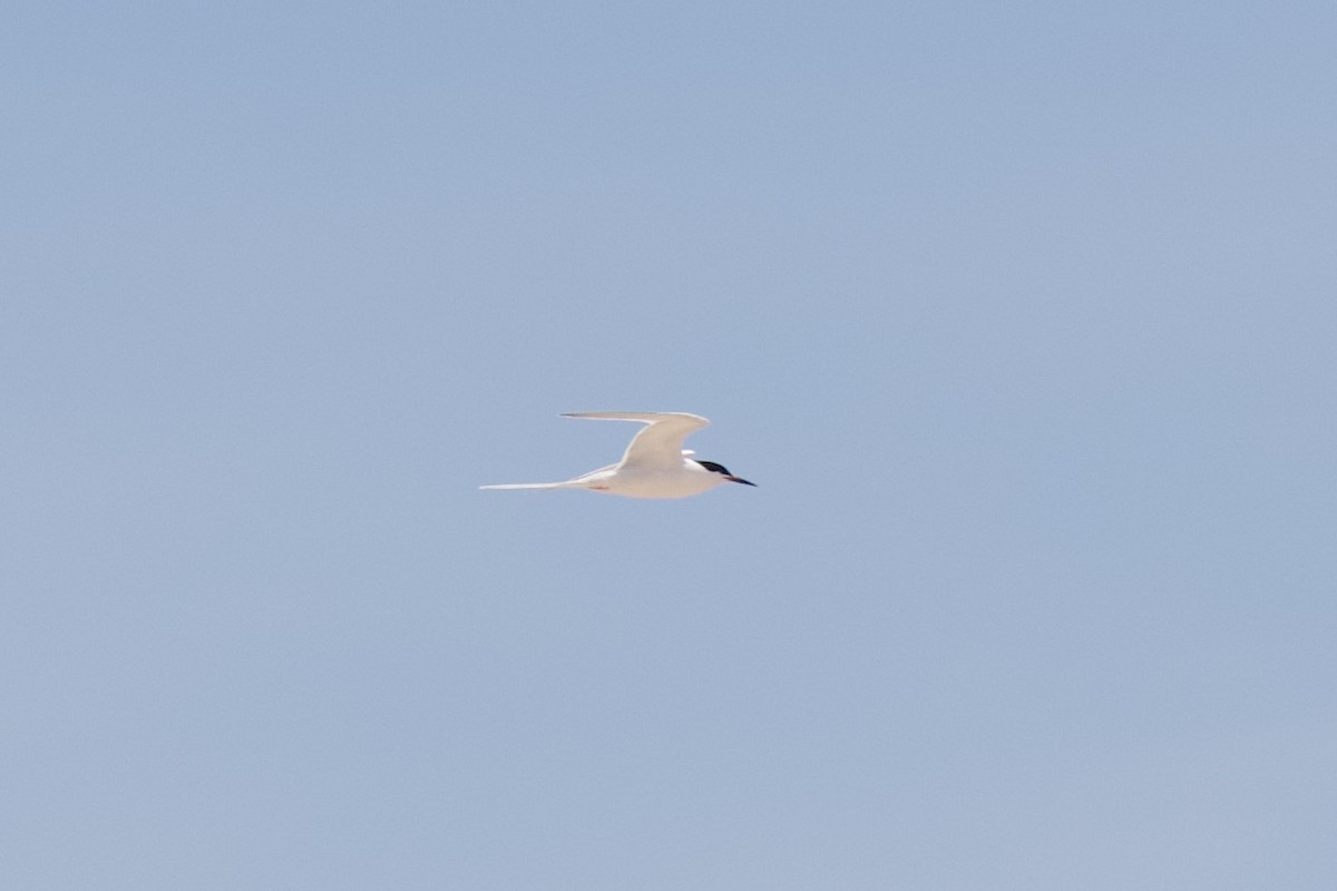 Forster's Tern - ML620641100