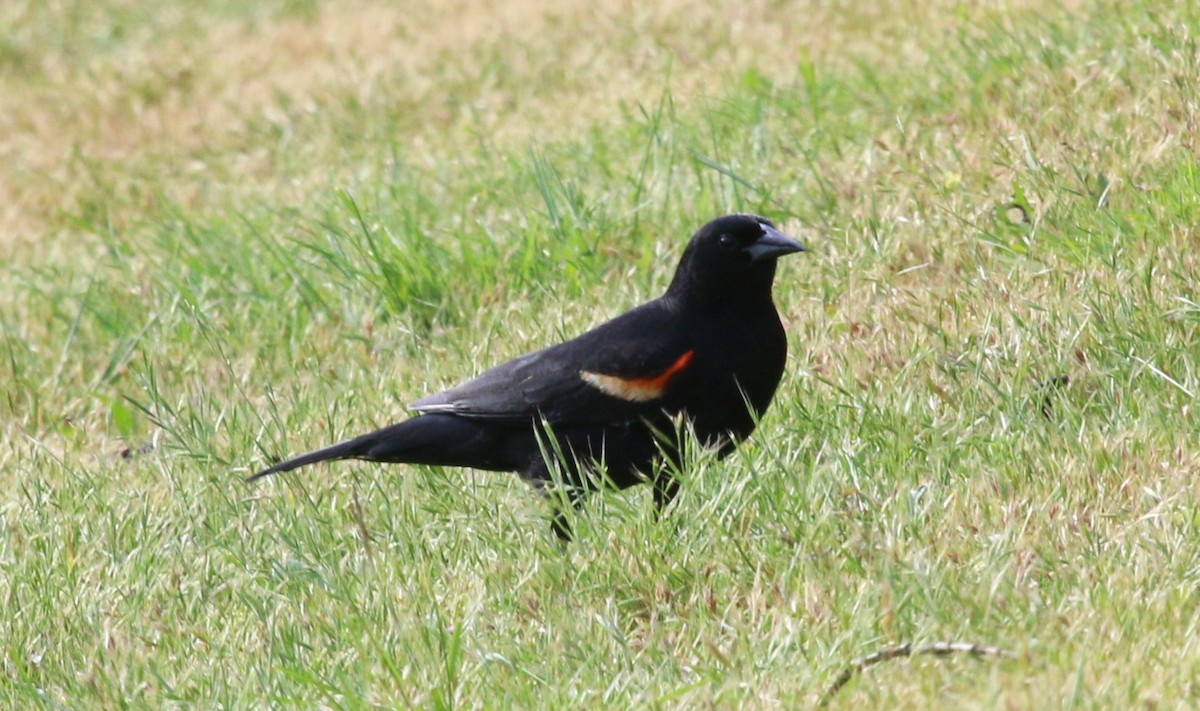 Red-winged Blackbird (Red-winged) - ML620641101