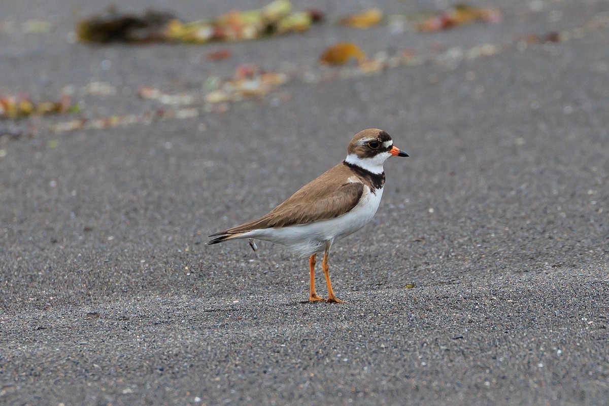 Semipalmated Plover - ML620641102