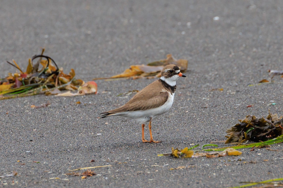 Semipalmated Plover - ML620641103
