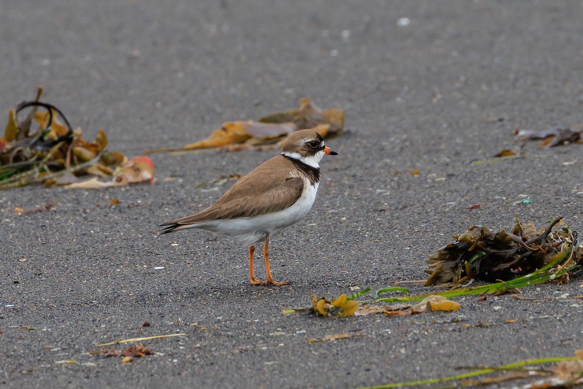 Semipalmated Plover - ML620641104