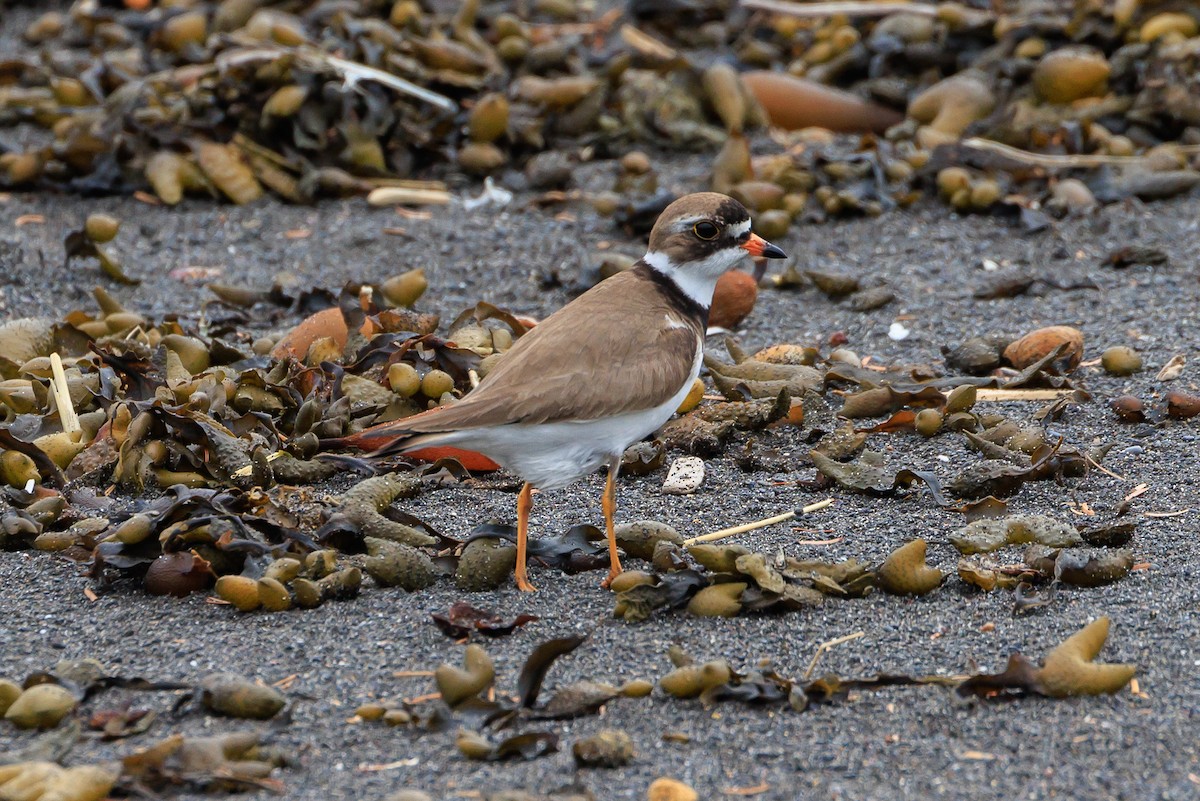 Semipalmated Plover - ML620641105