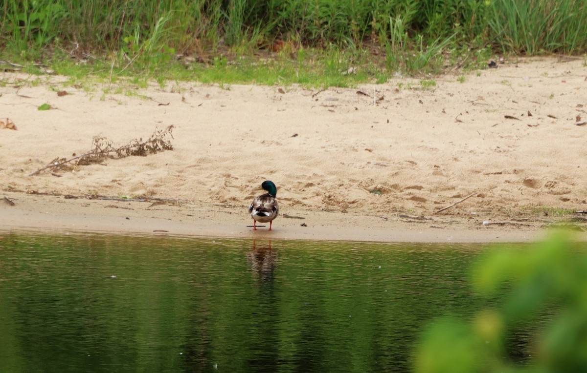 Mallard - Charlotte Croshaw