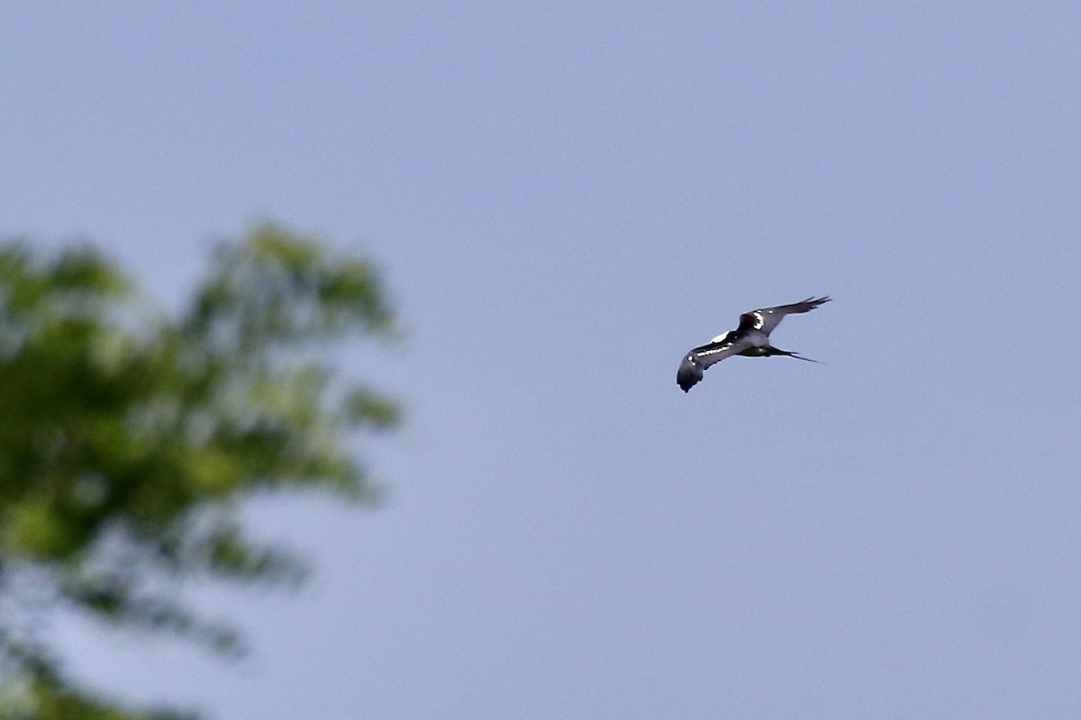 Swallow-tailed Kite - ML620641107