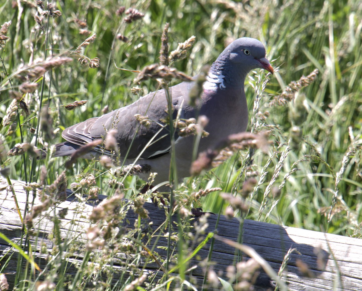 Common Wood-Pigeon (White-necked) - ML620641108