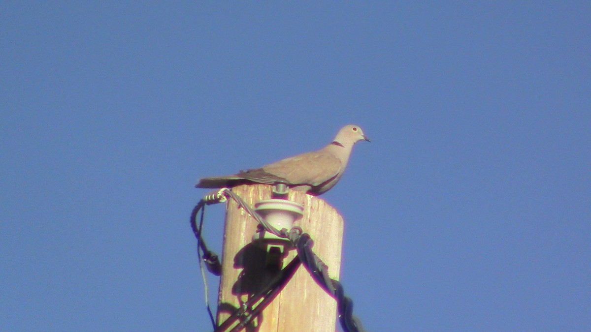 Eurasian Collared-Dove - ML620641109