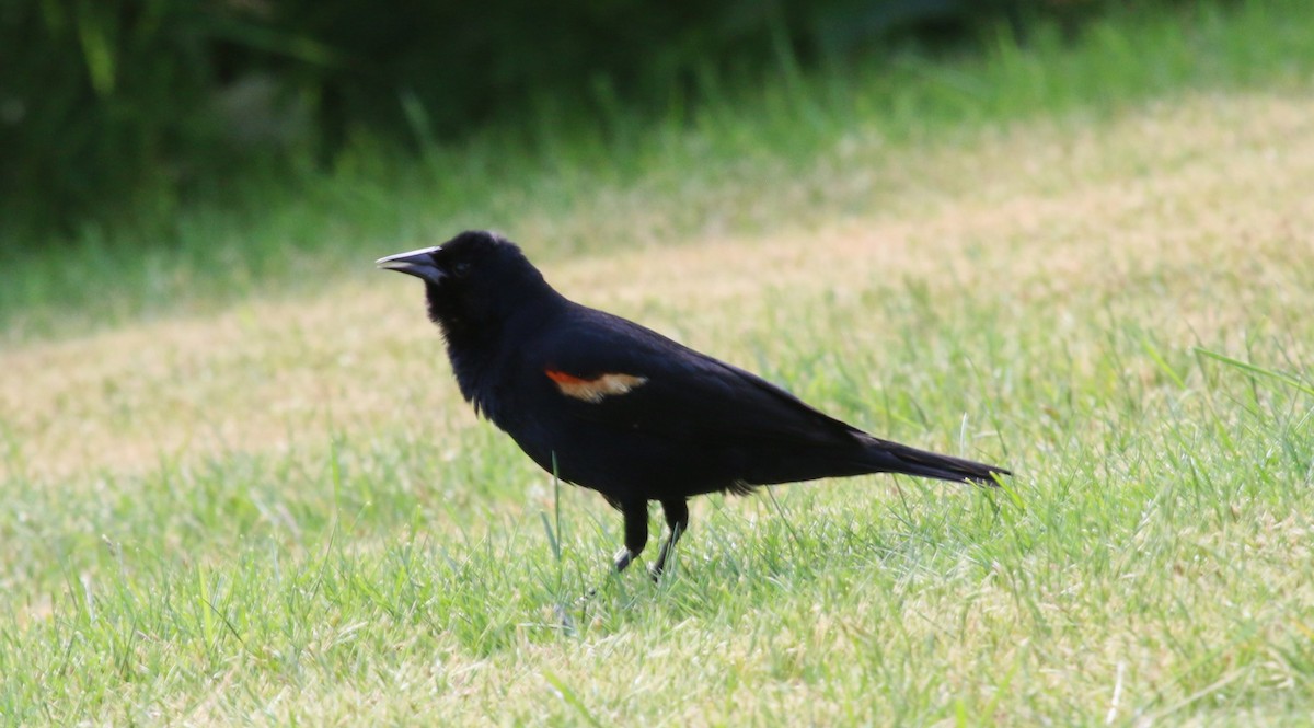 Red-winged Blackbird (Red-winged) - ML620641110