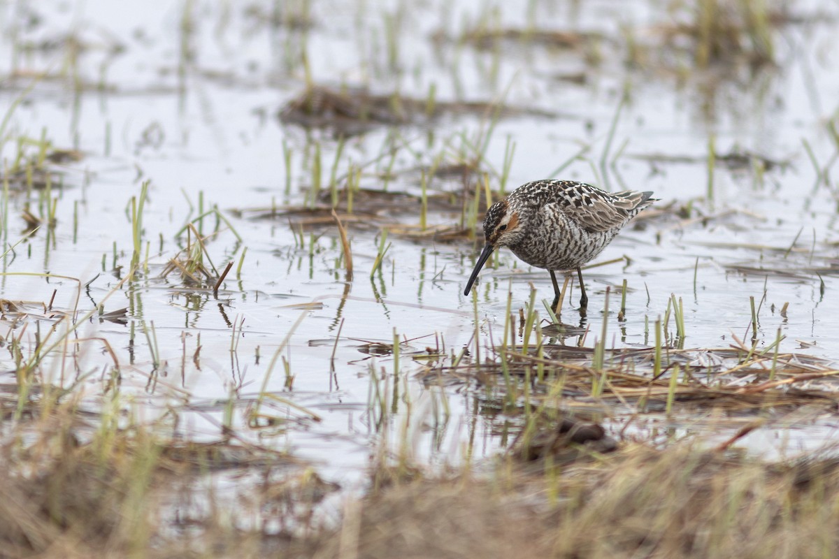 Stilt Sandpiper - ML620641111