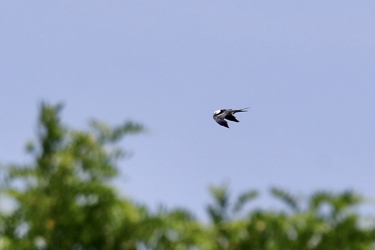 Swallow-tailed Kite - ML620641112