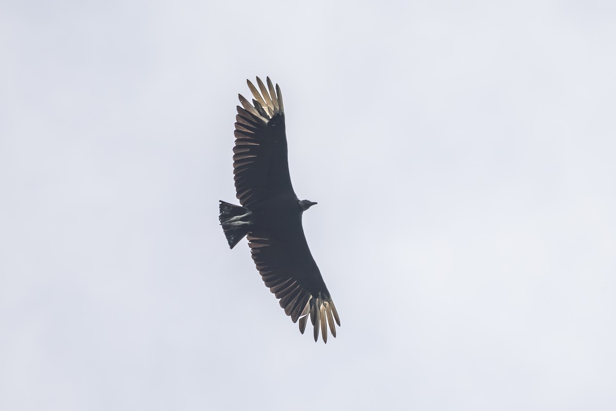 Black Vulture - ML620641113