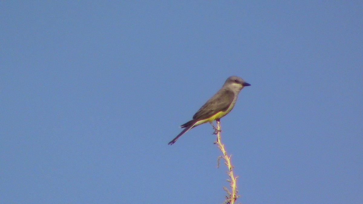 Western Kingbird - ML620641114